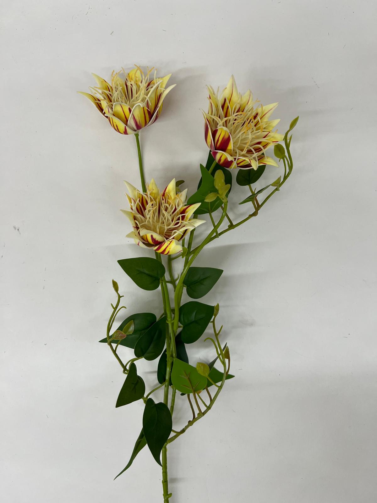 Clematis