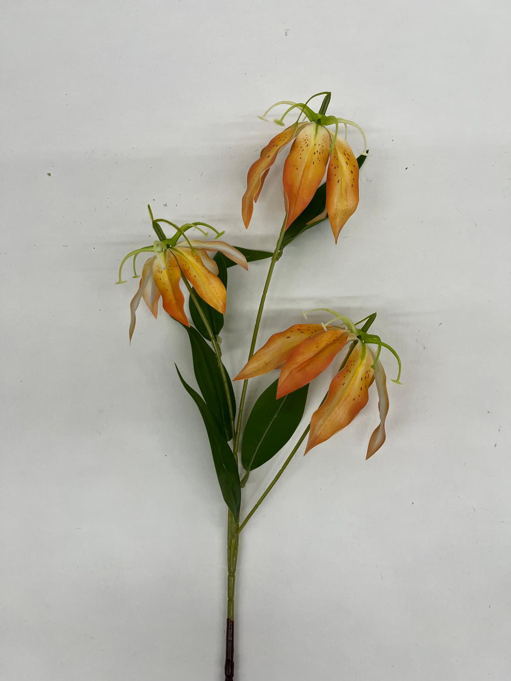 Crin Exotic