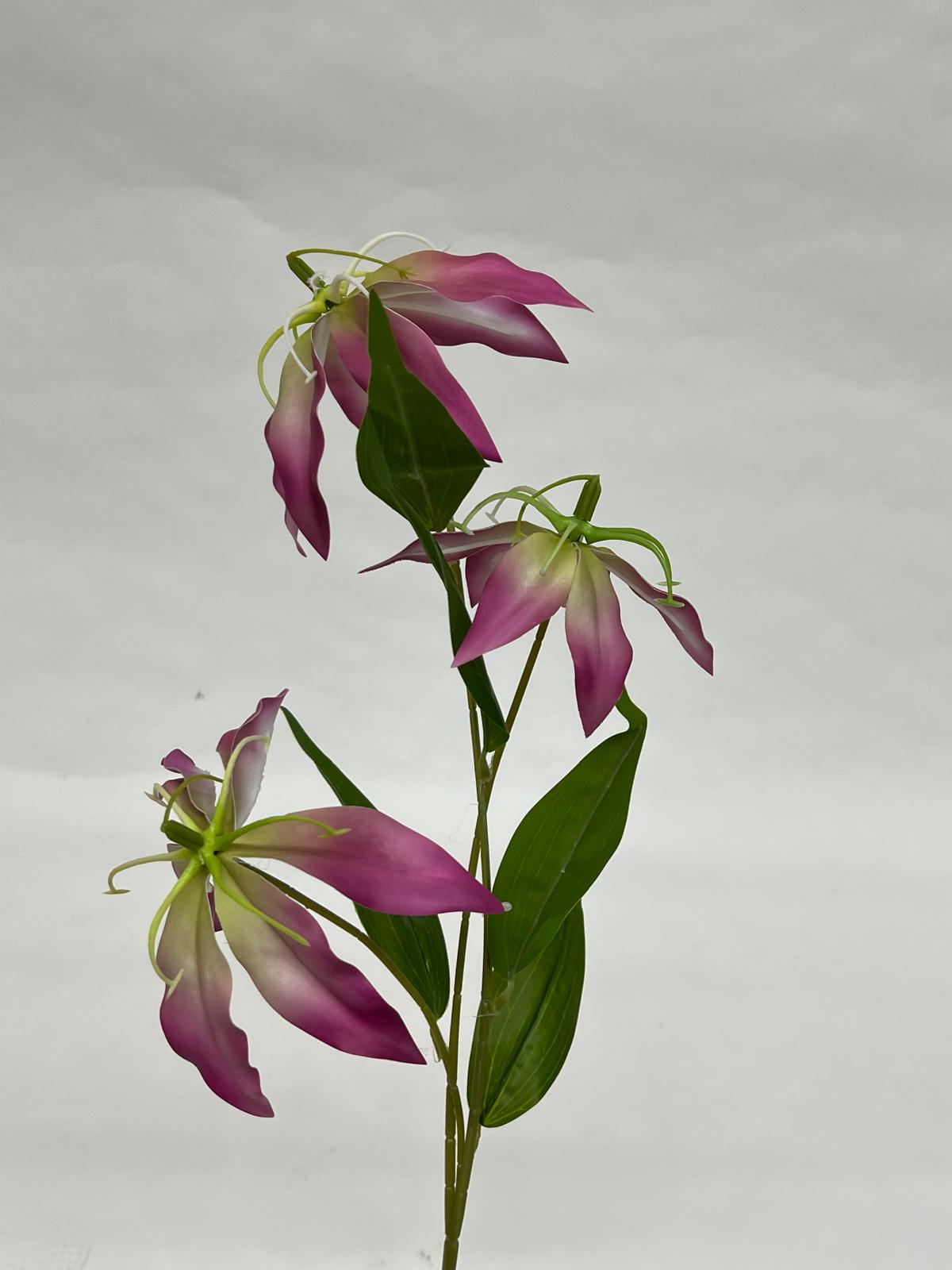 Crin Exotic