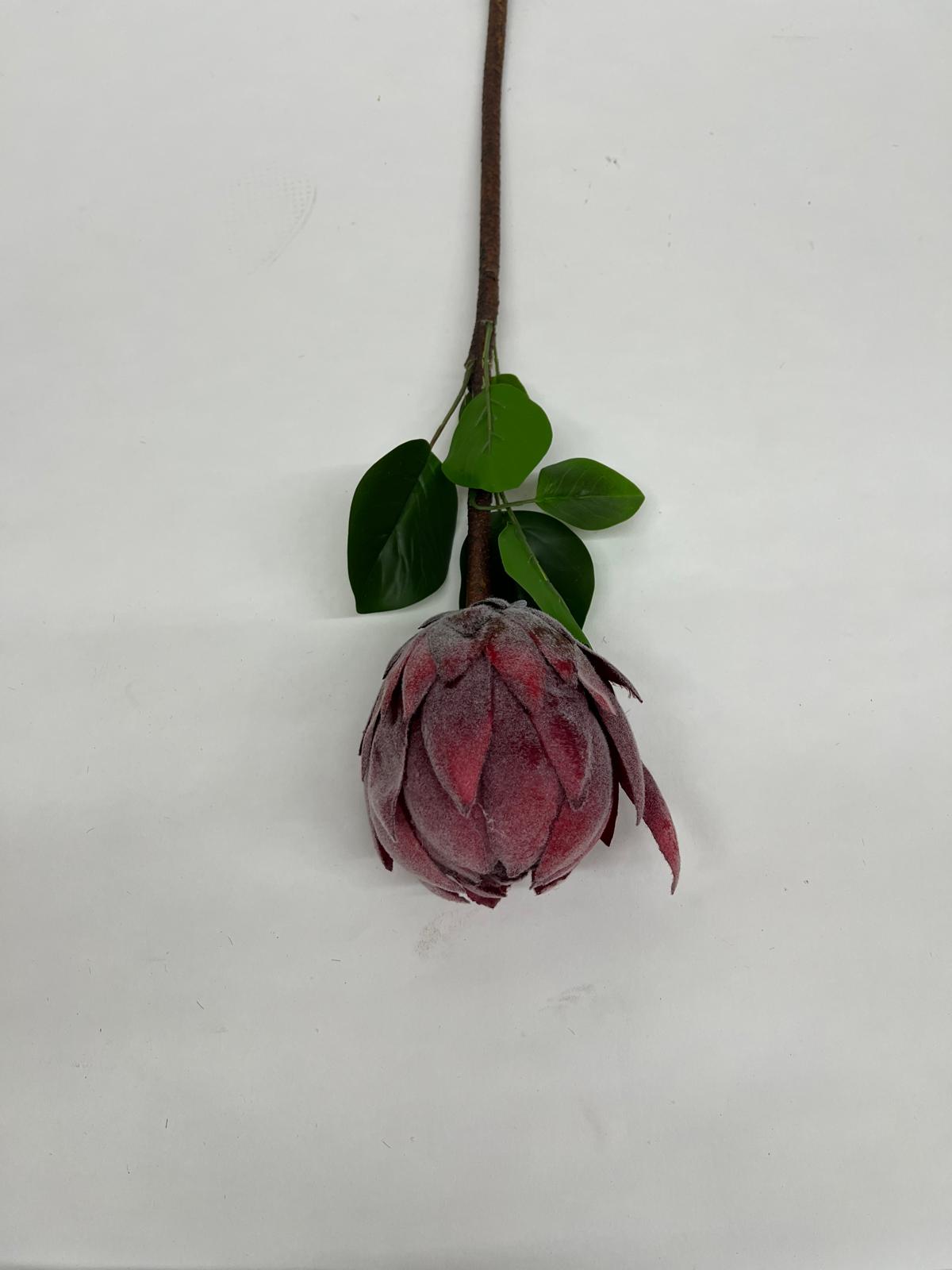 Protea
