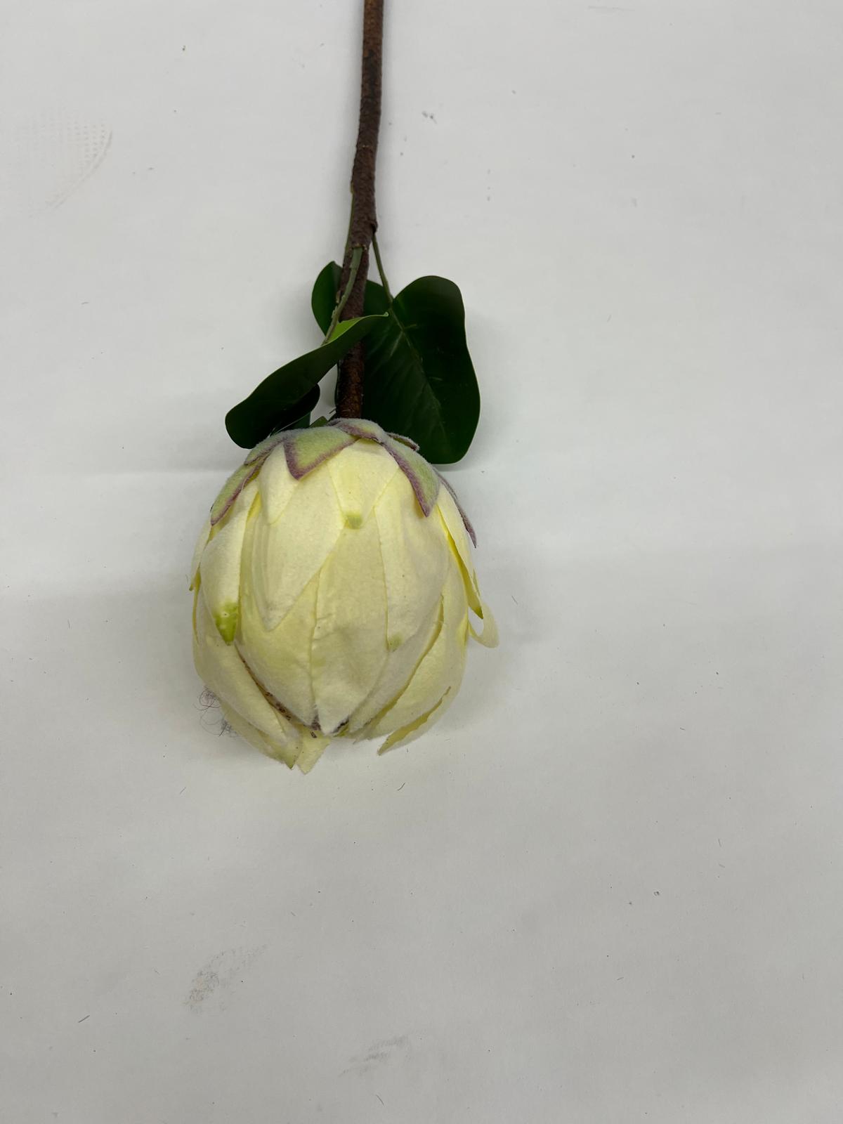 Protea