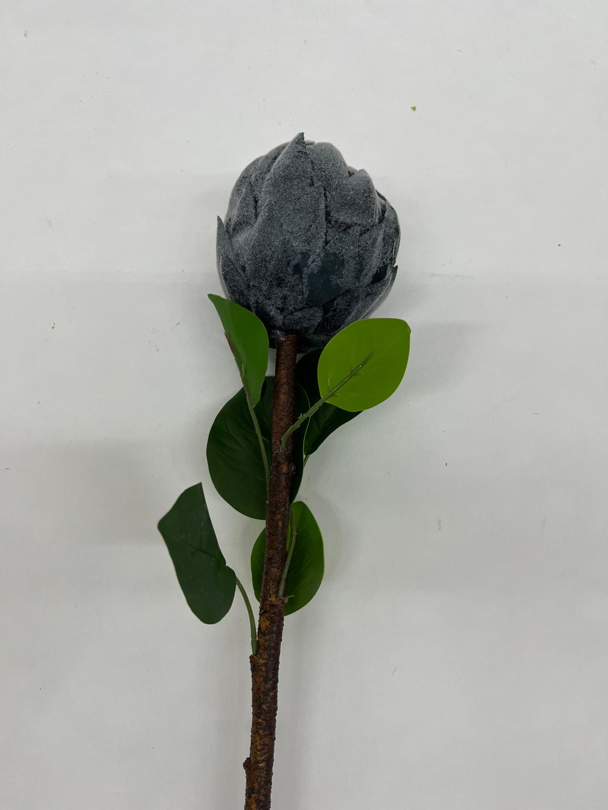 Protea
