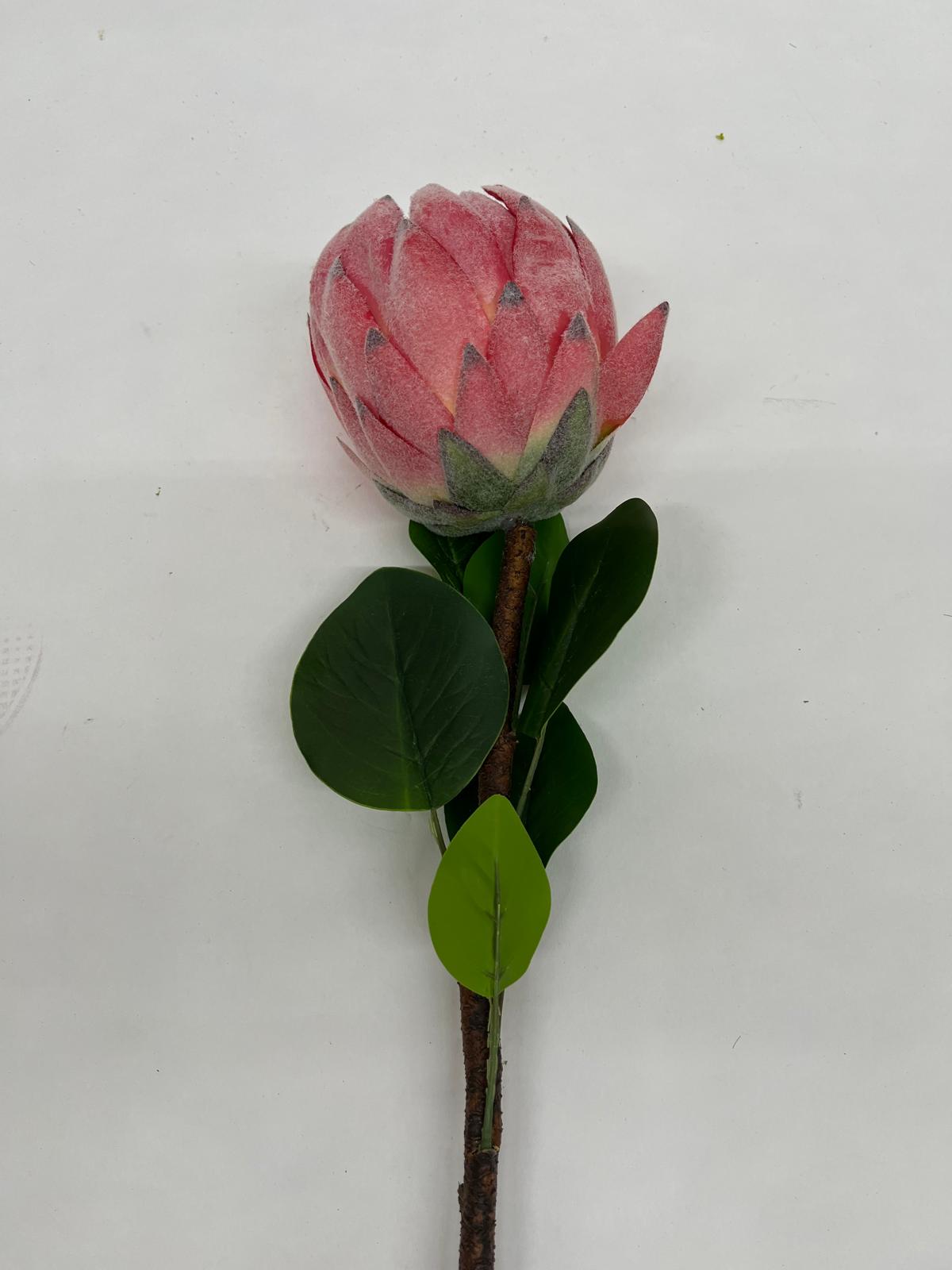 Protea