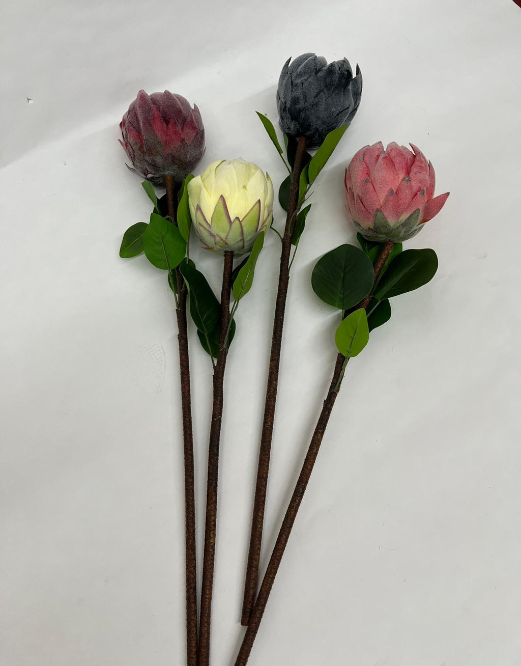 Protea