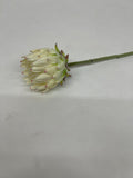 Protea