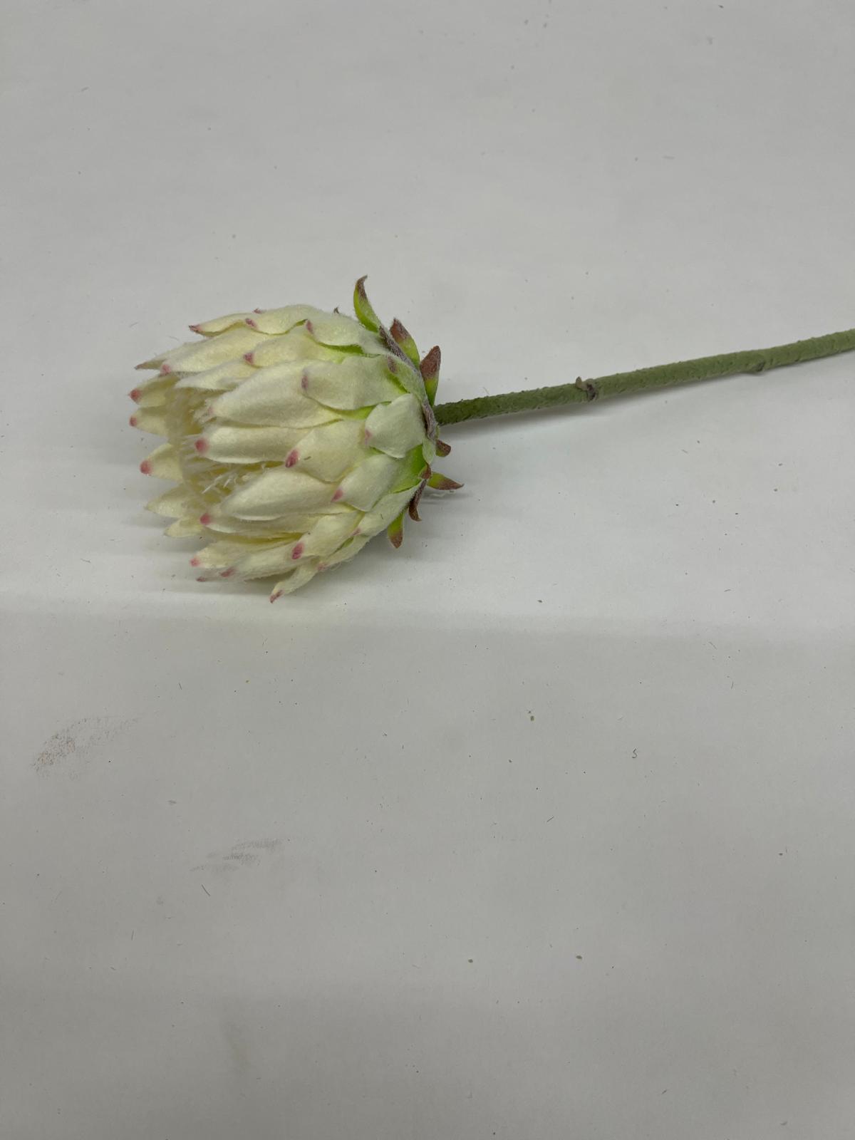 Protea