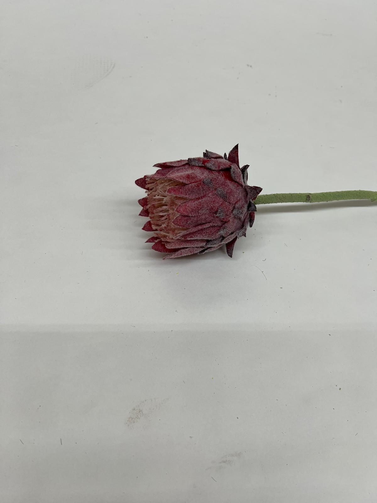 Protea