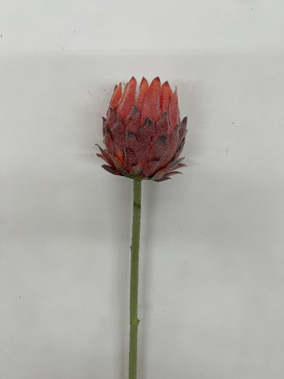 Protea