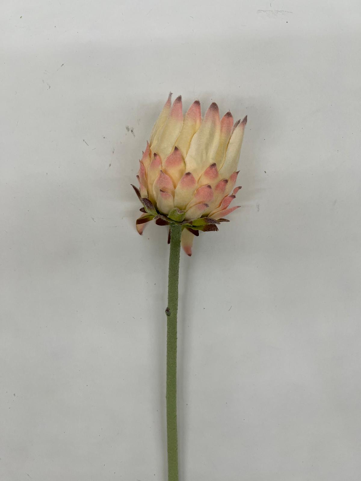 Protea