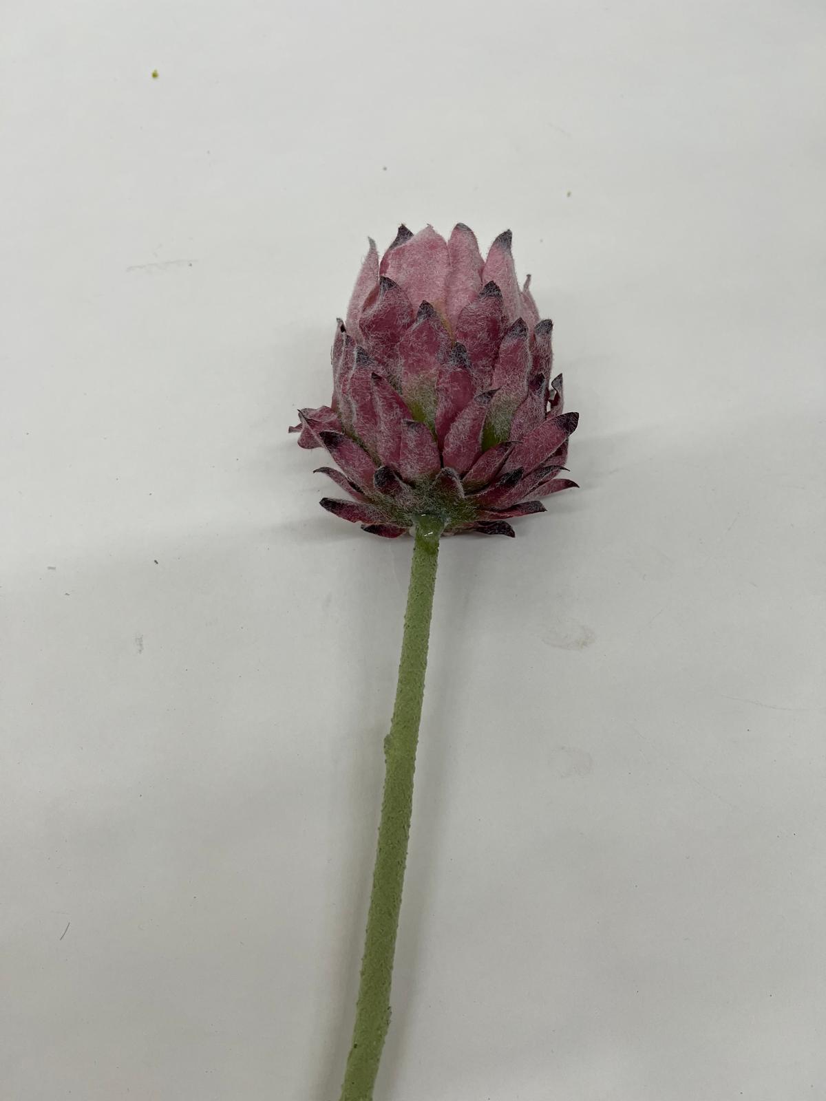 Protea