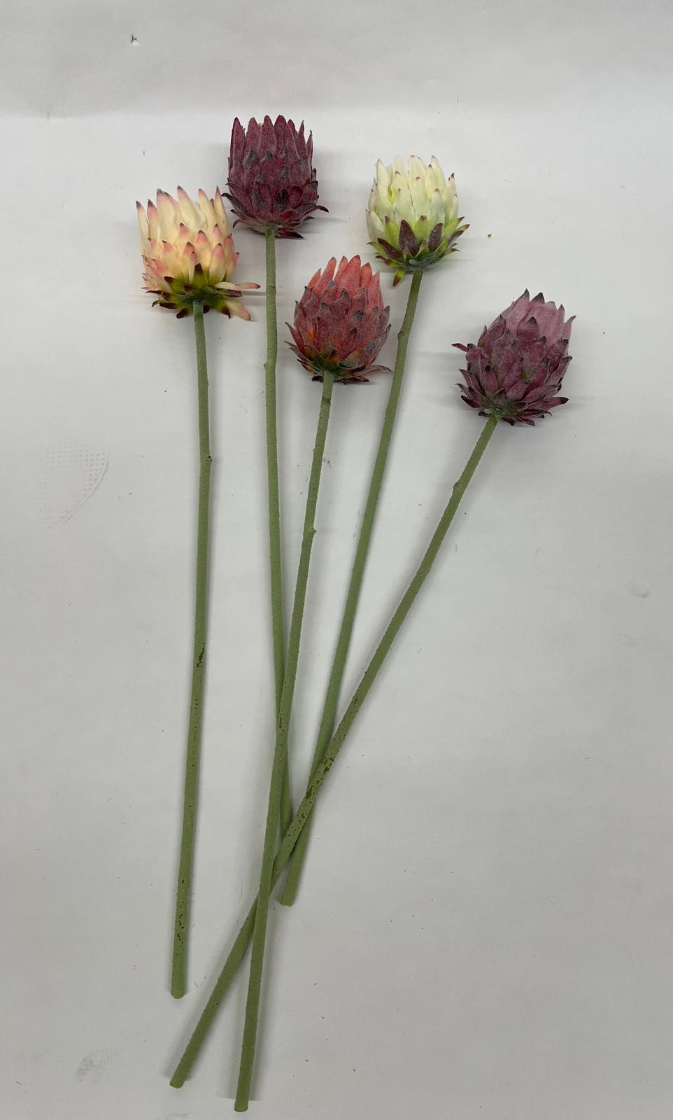Protea