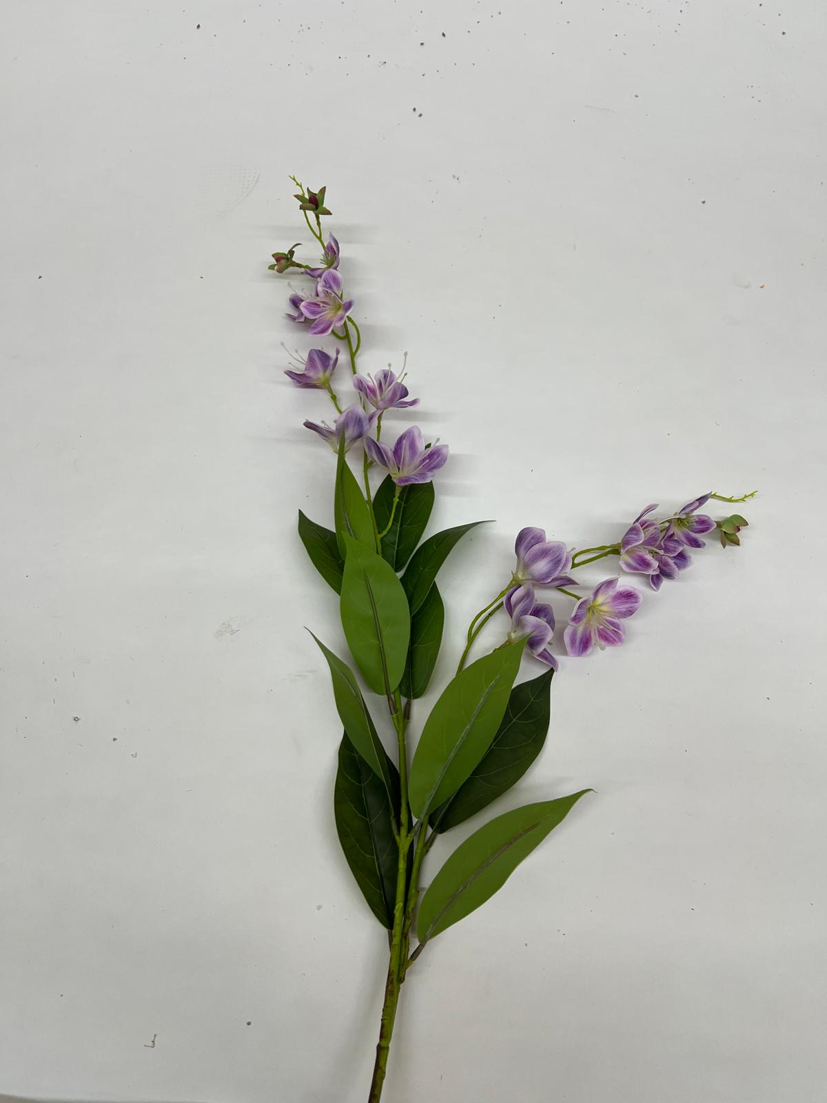 Dendrobium