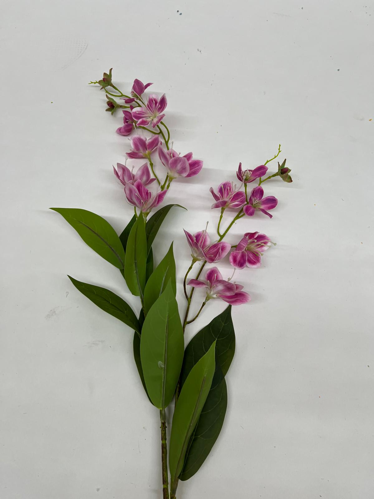 Dendrobium