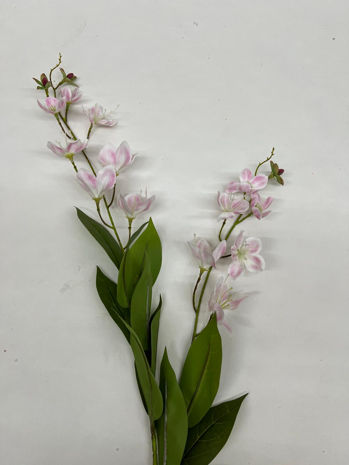 Dendrobium