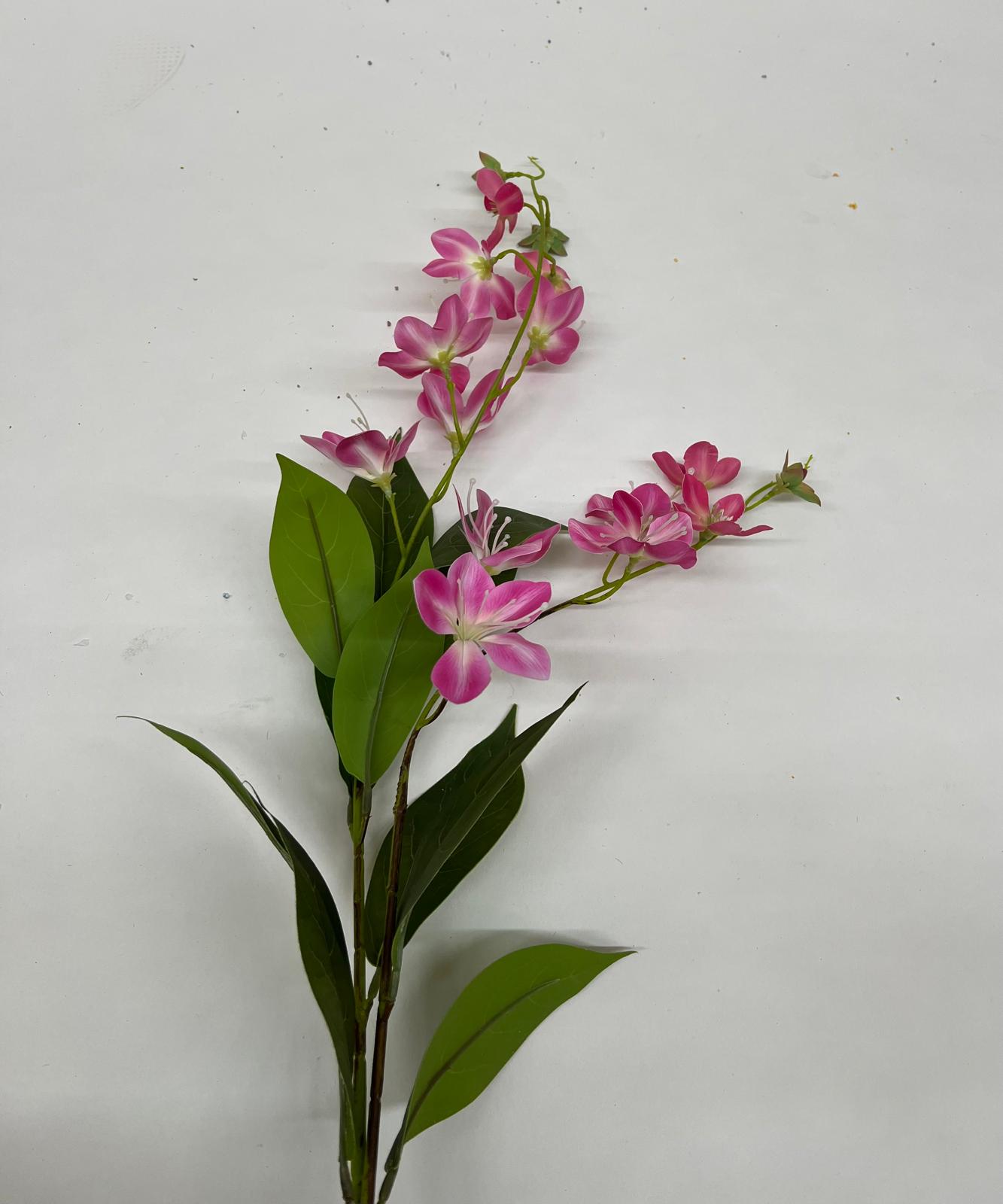Dendrobium