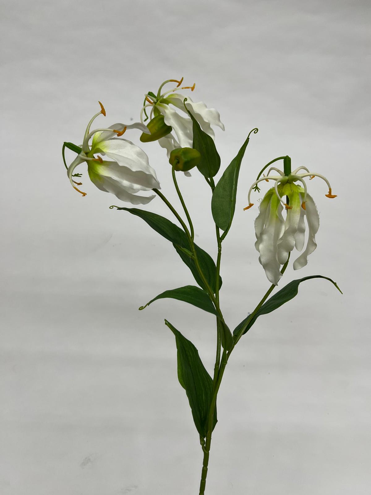 Crin Exotic