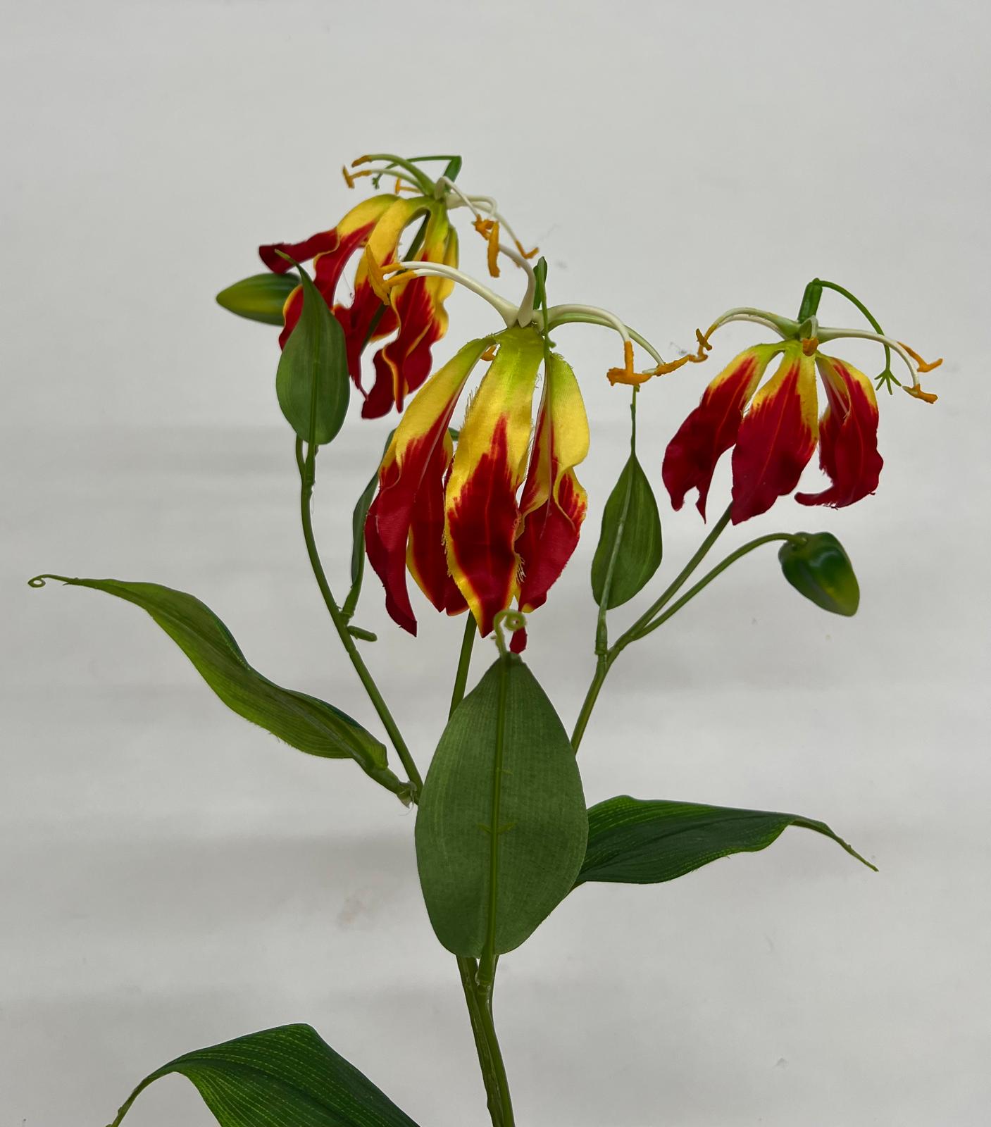 Crin Exotic