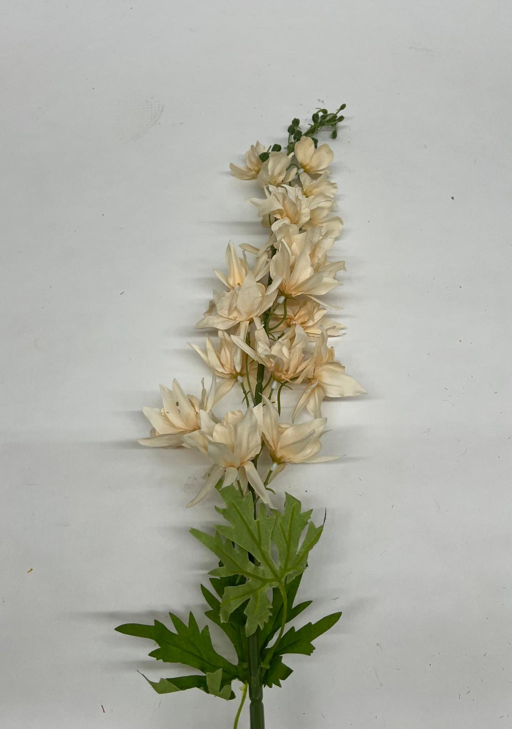 Delphinium