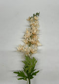 Delphinium