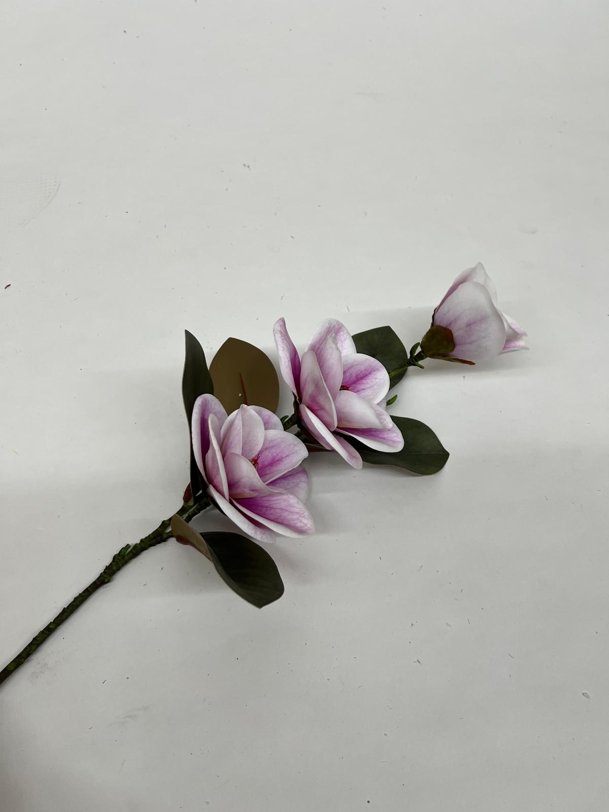 Magnolie