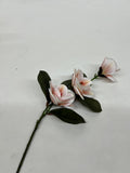 Magnolie