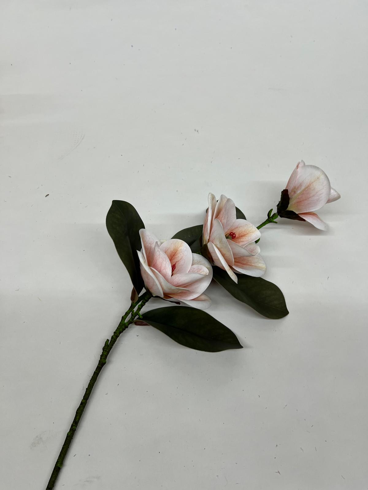 Magnolie
