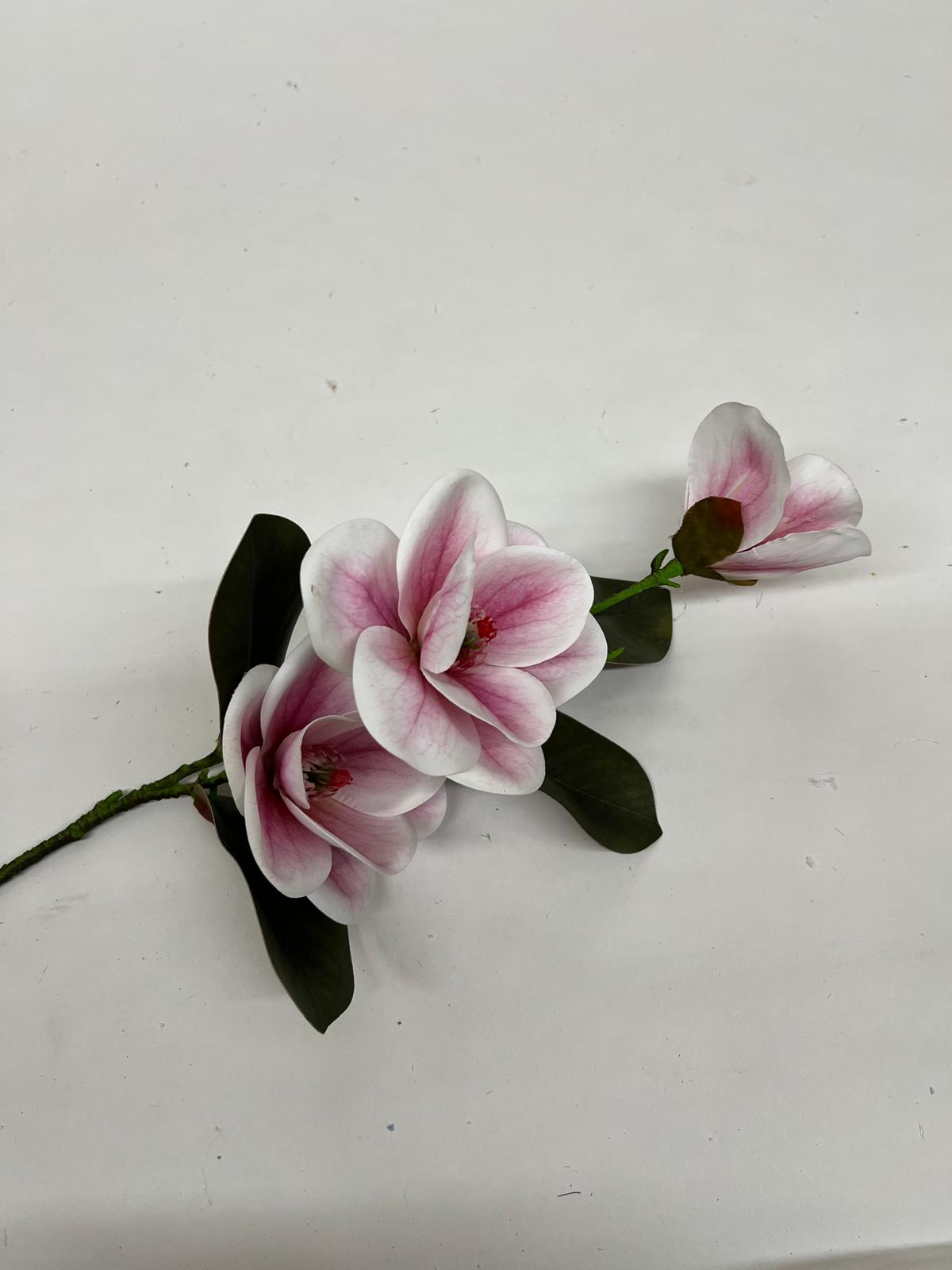 Magnolie