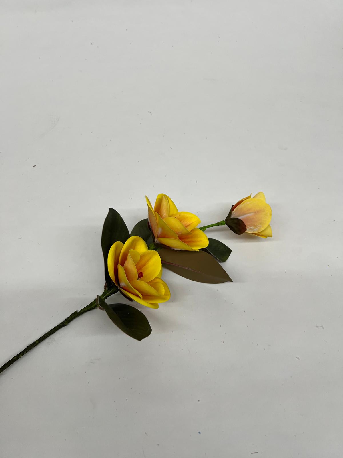 Magnolie