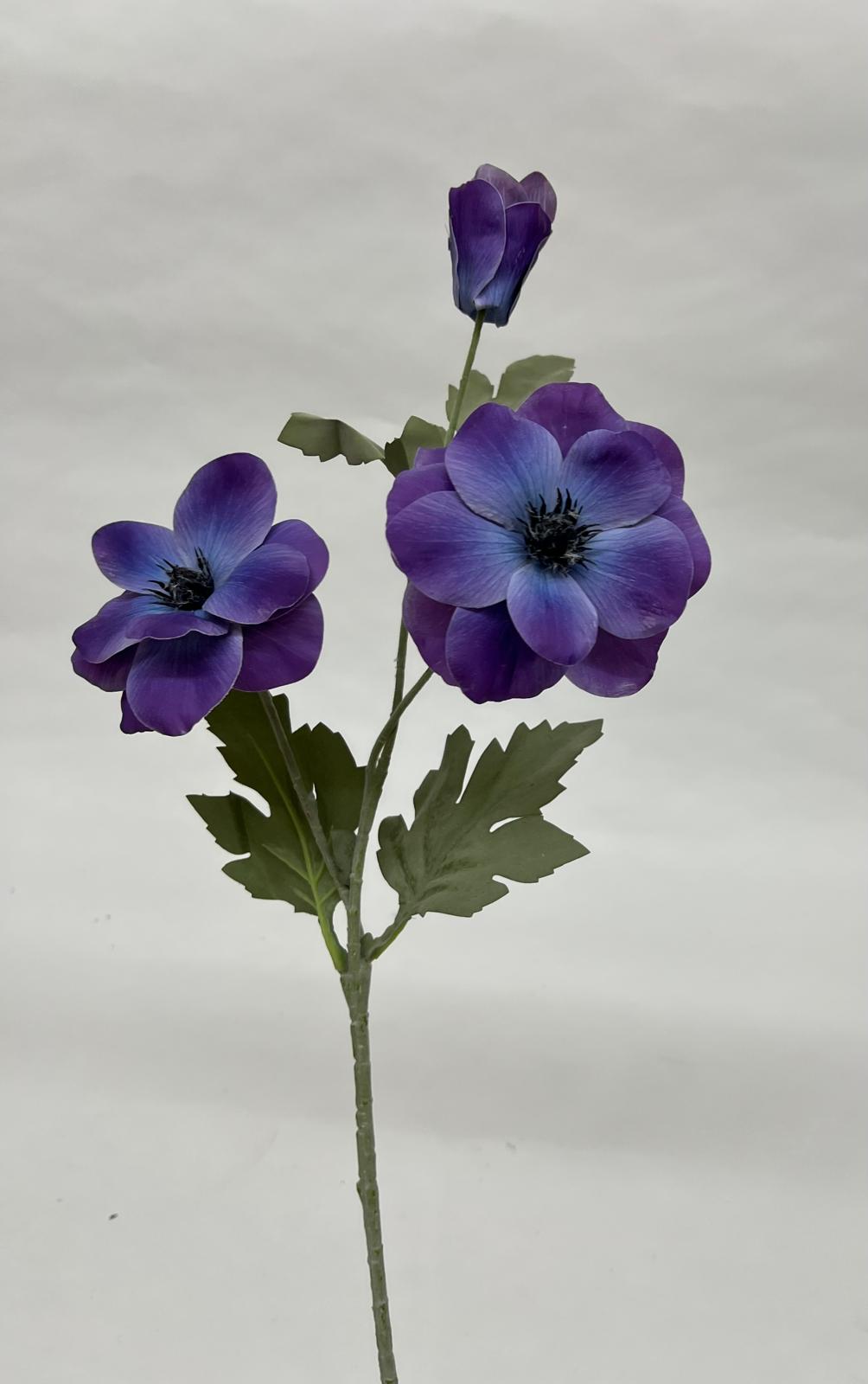 Anemone