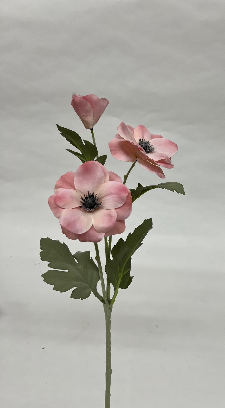 Anemone