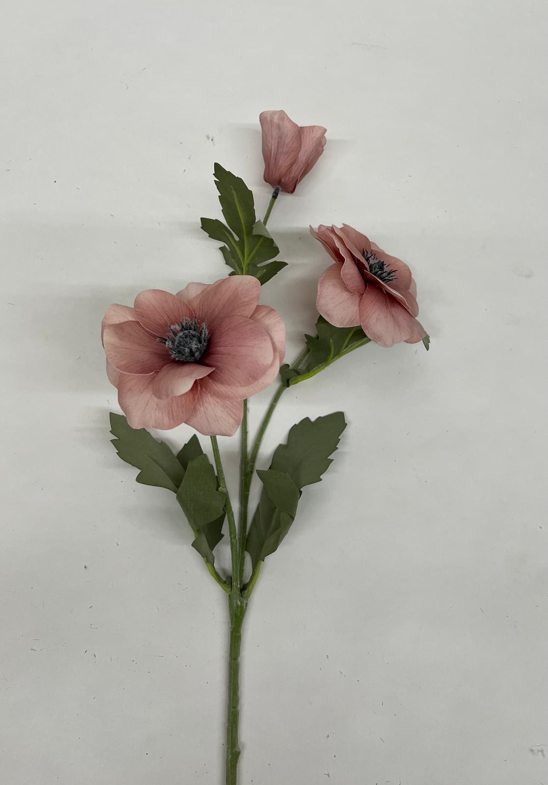 Anemone