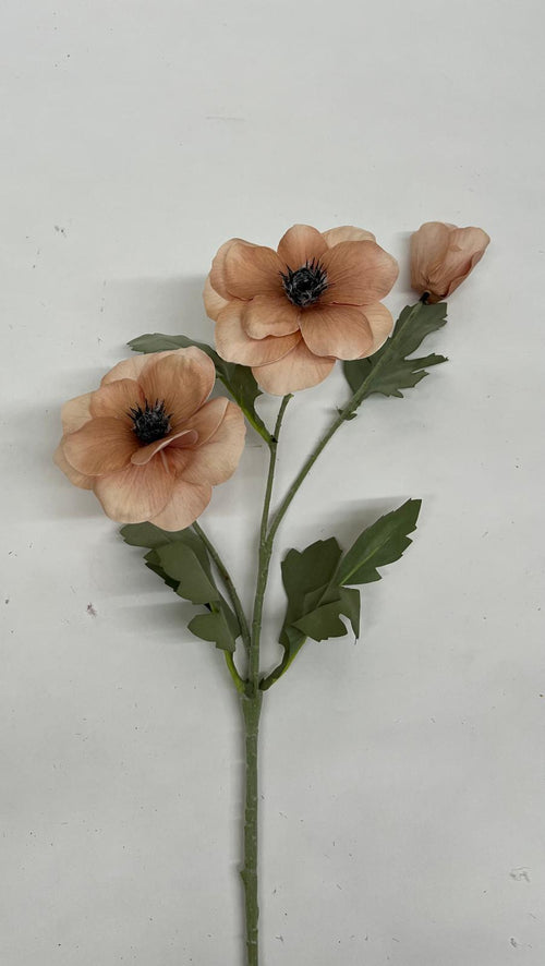 Anemone