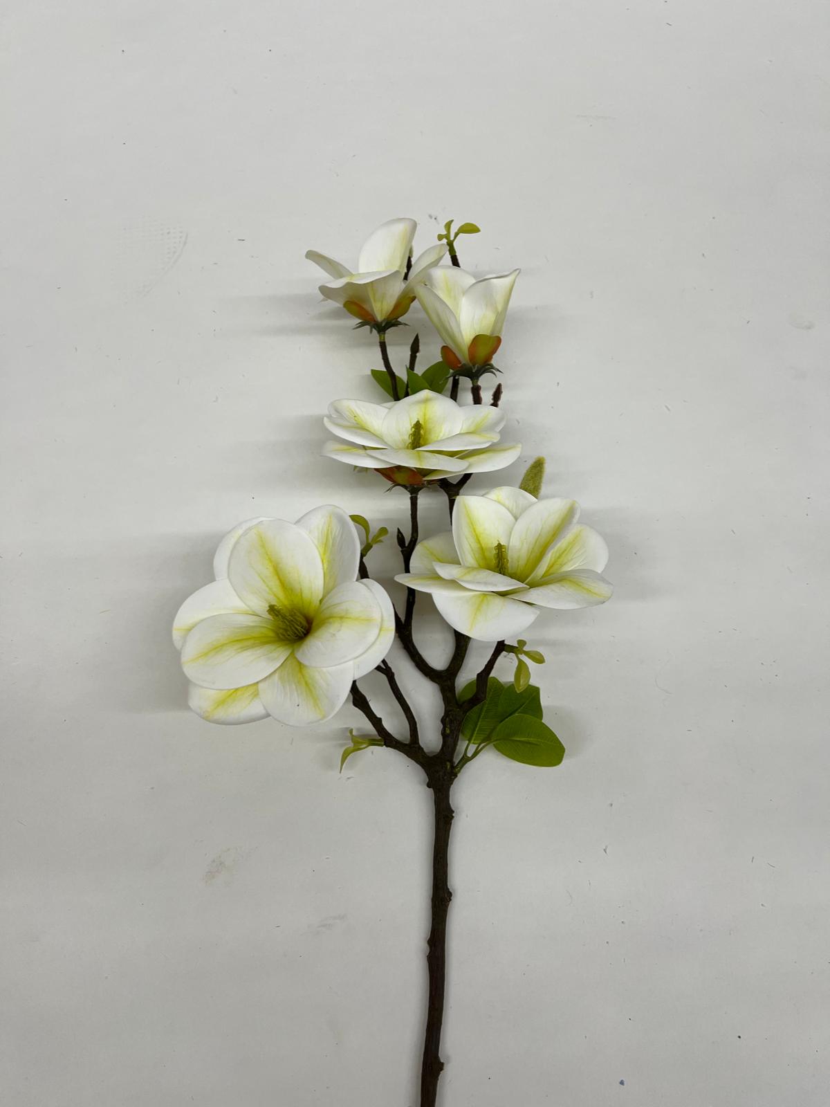 Magnolie