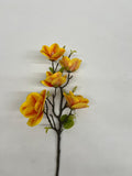 Magnolie