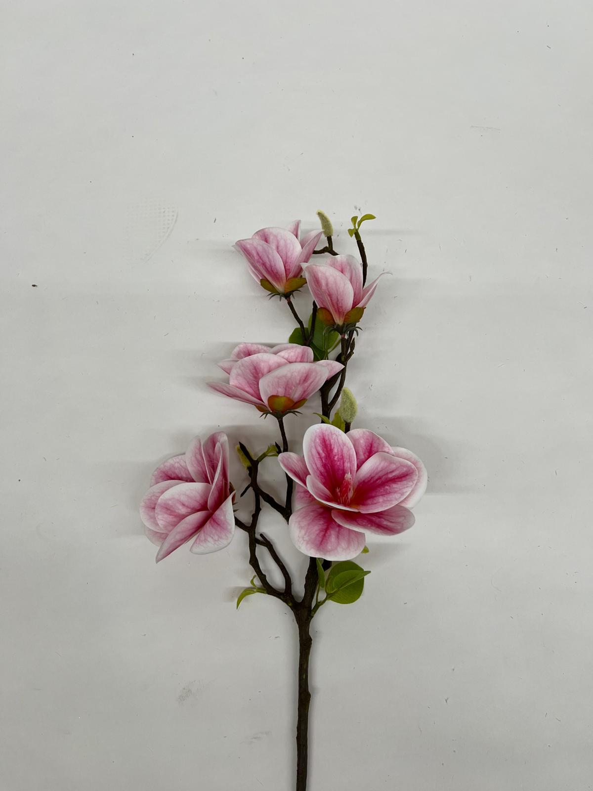Magnolie