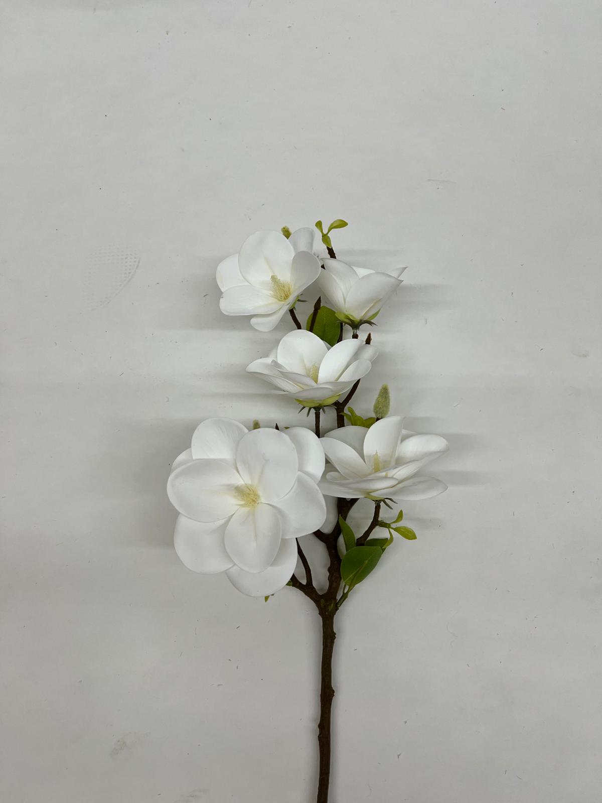 Magnolie