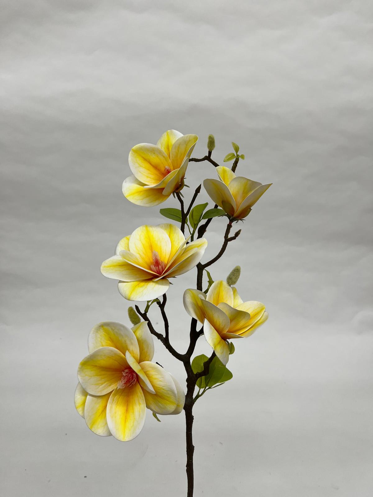 Magnolie