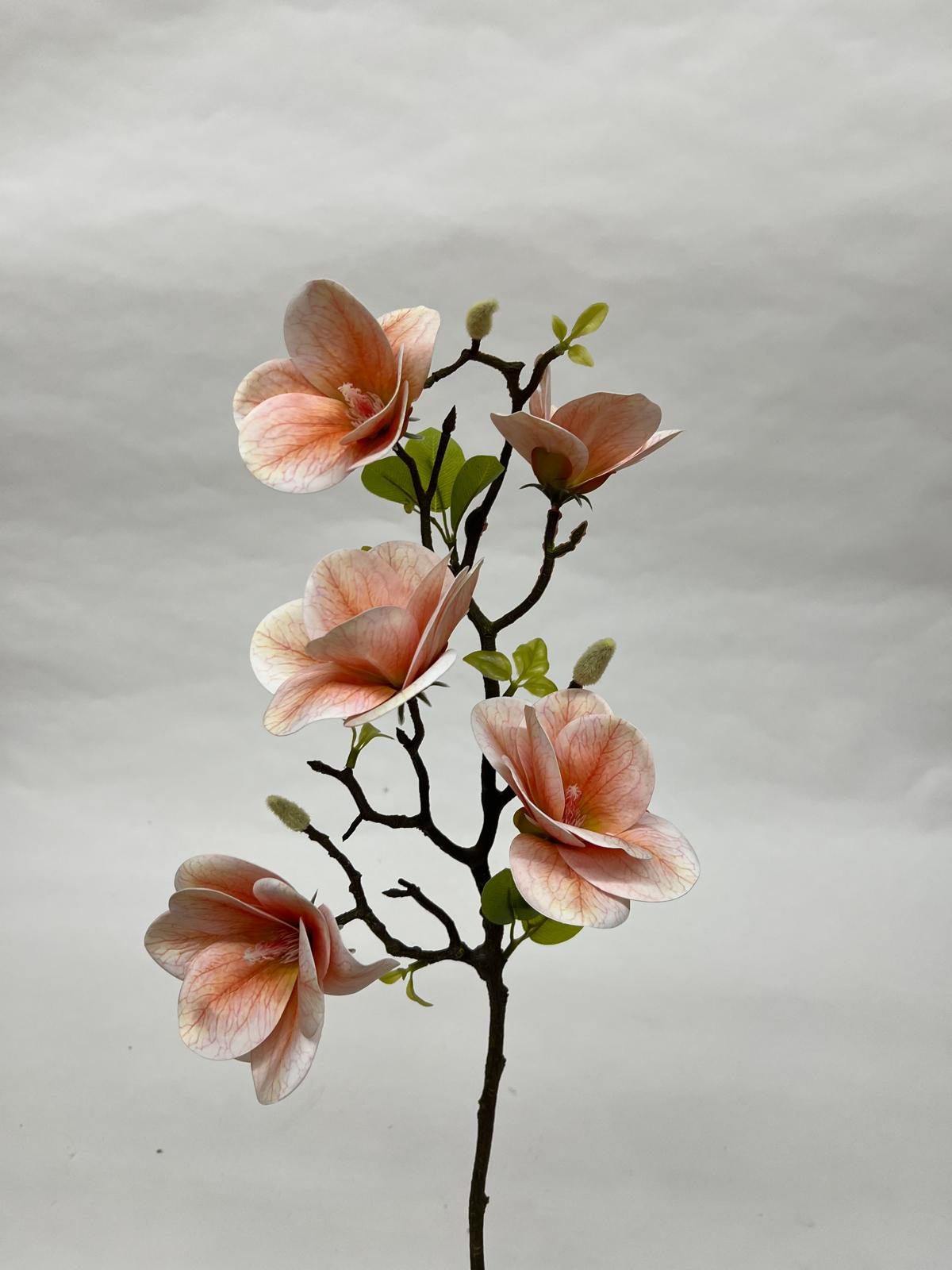 Magnolie
