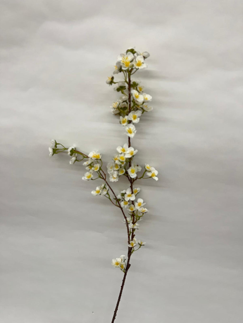 Floare Cires Crenguta
