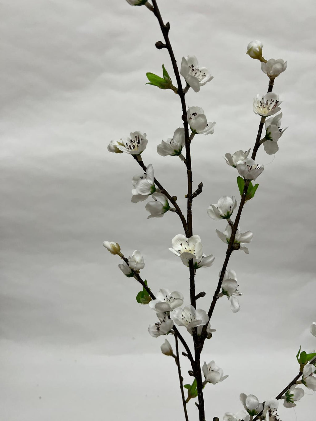 Floare Cires Crenguta