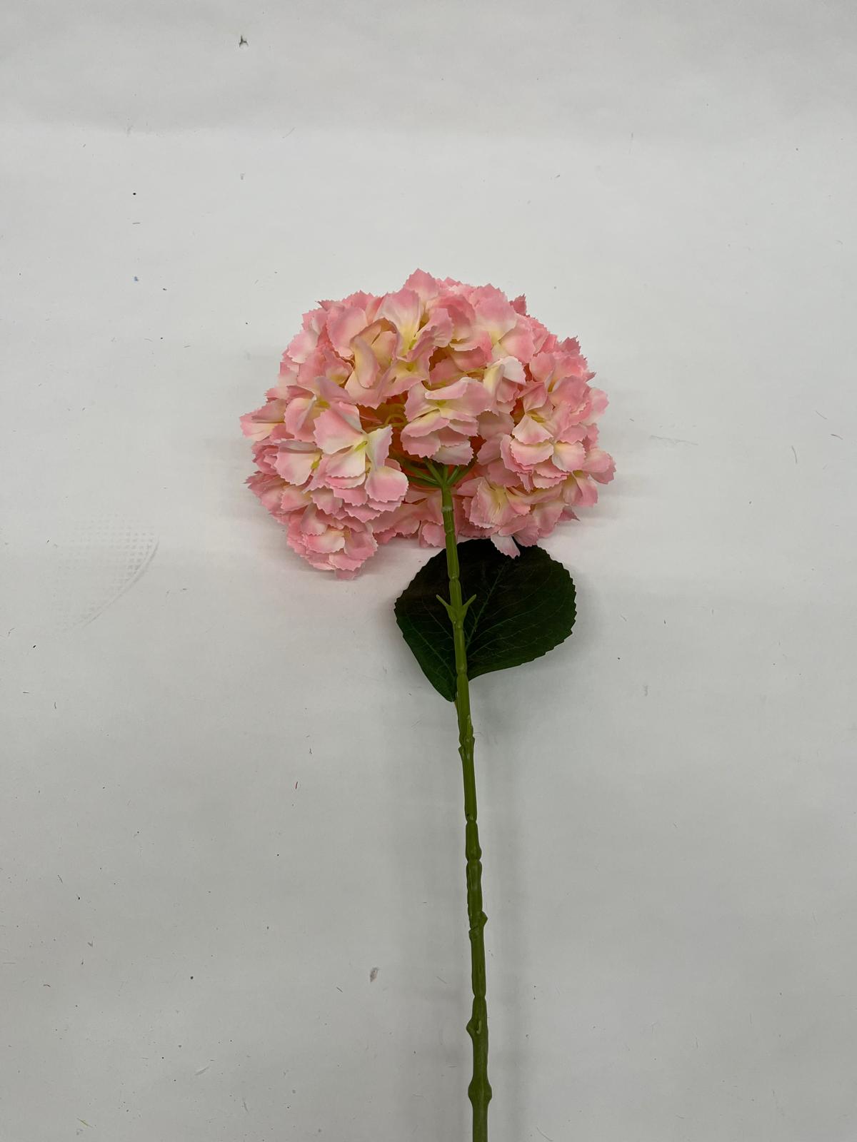 Hortensie