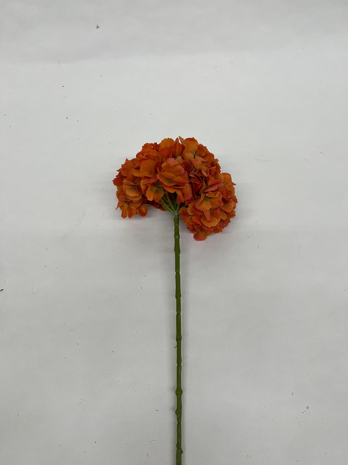 Hortensie