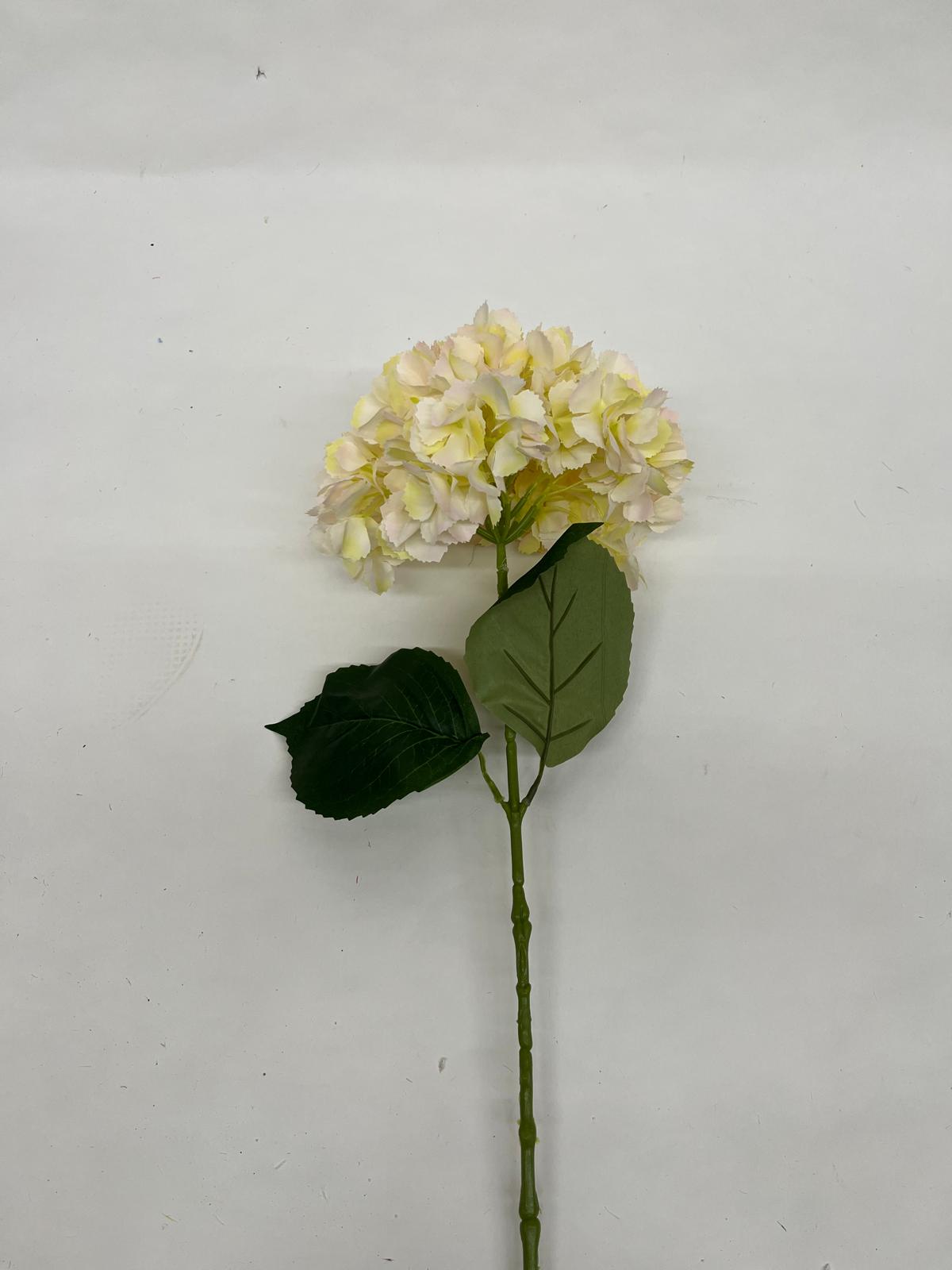 Hortensie