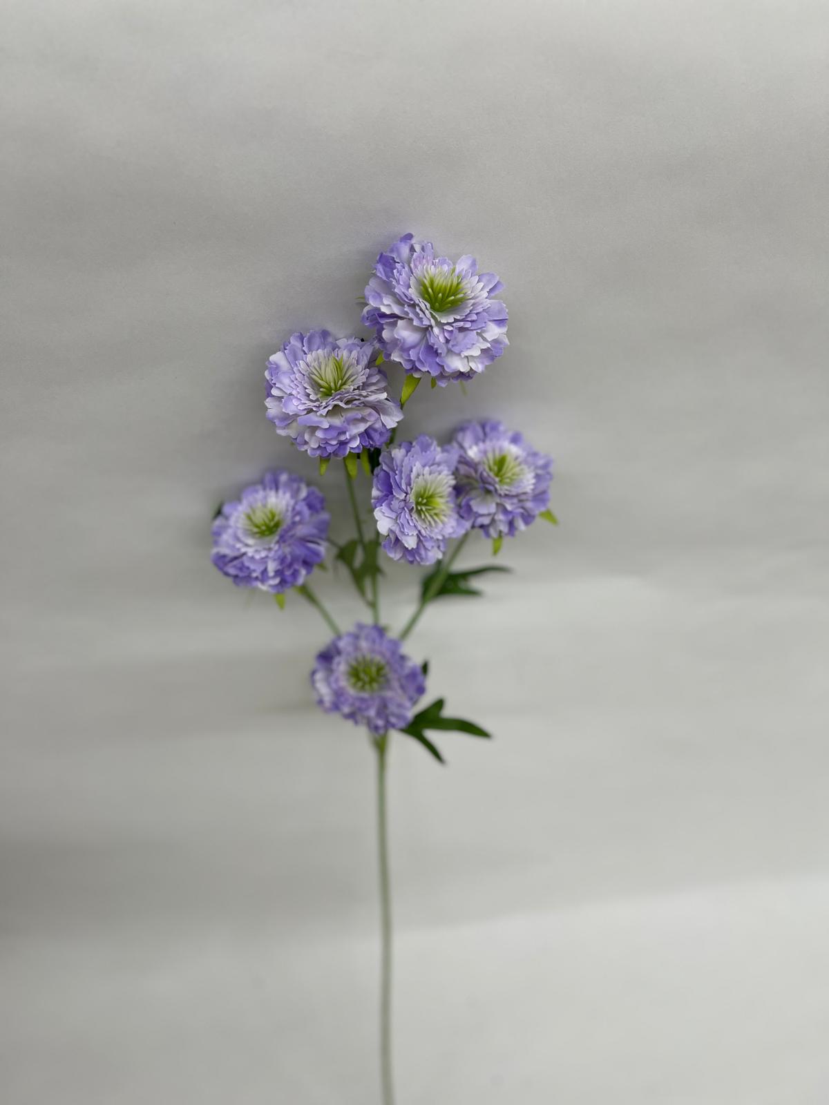 Scabiosa Artificiala