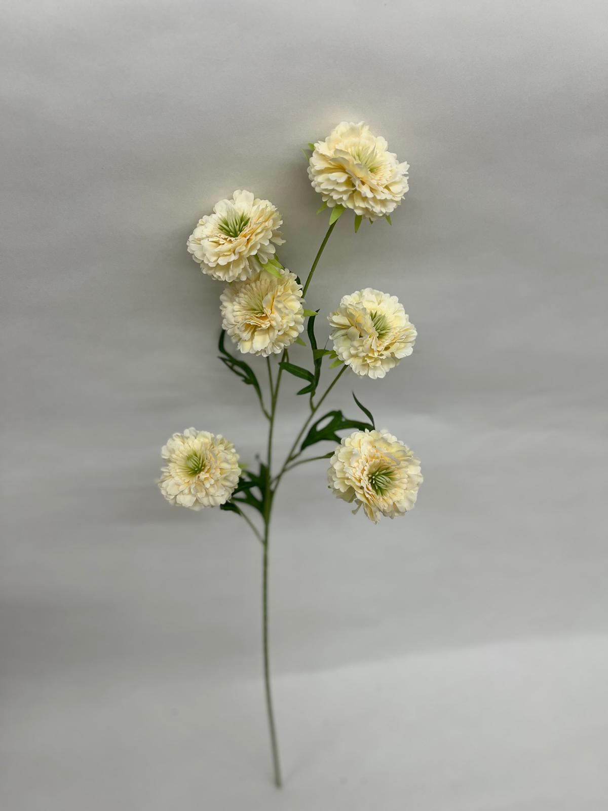 Scabiosa Artificiala