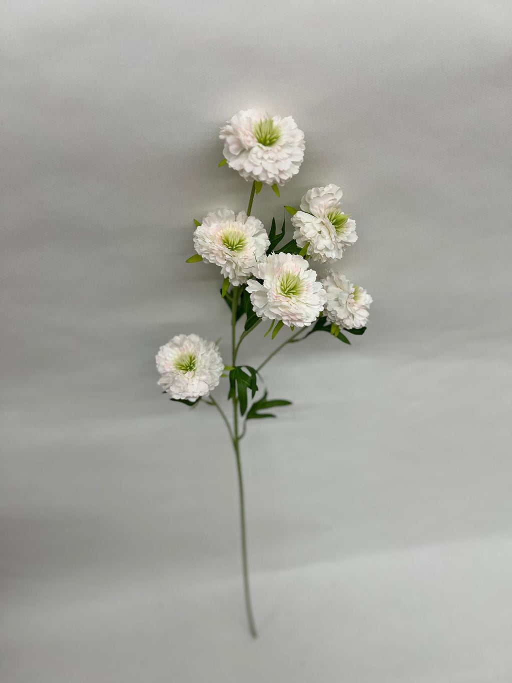Scabiosa Artificiala