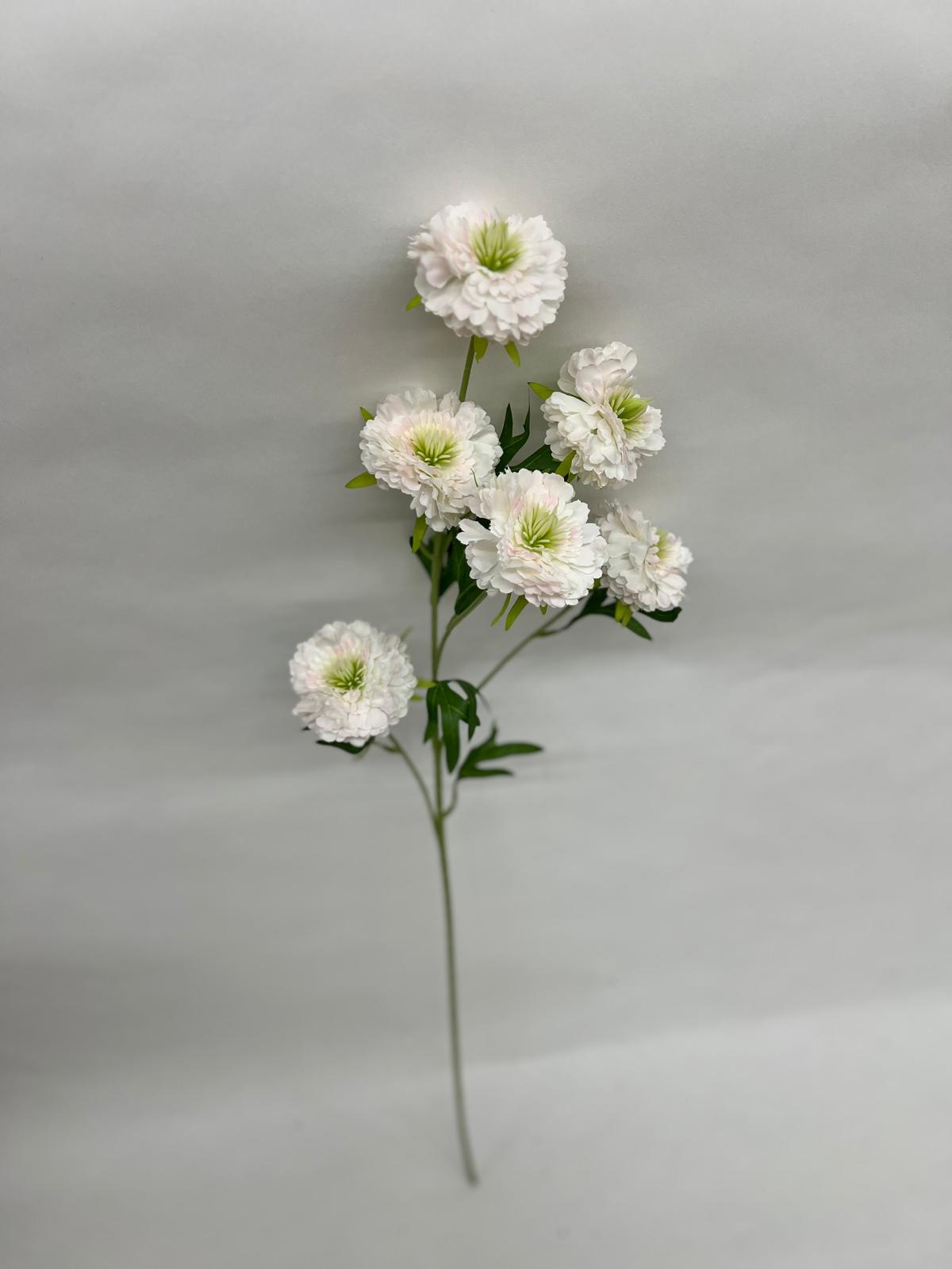 Scabiosa Artificiala