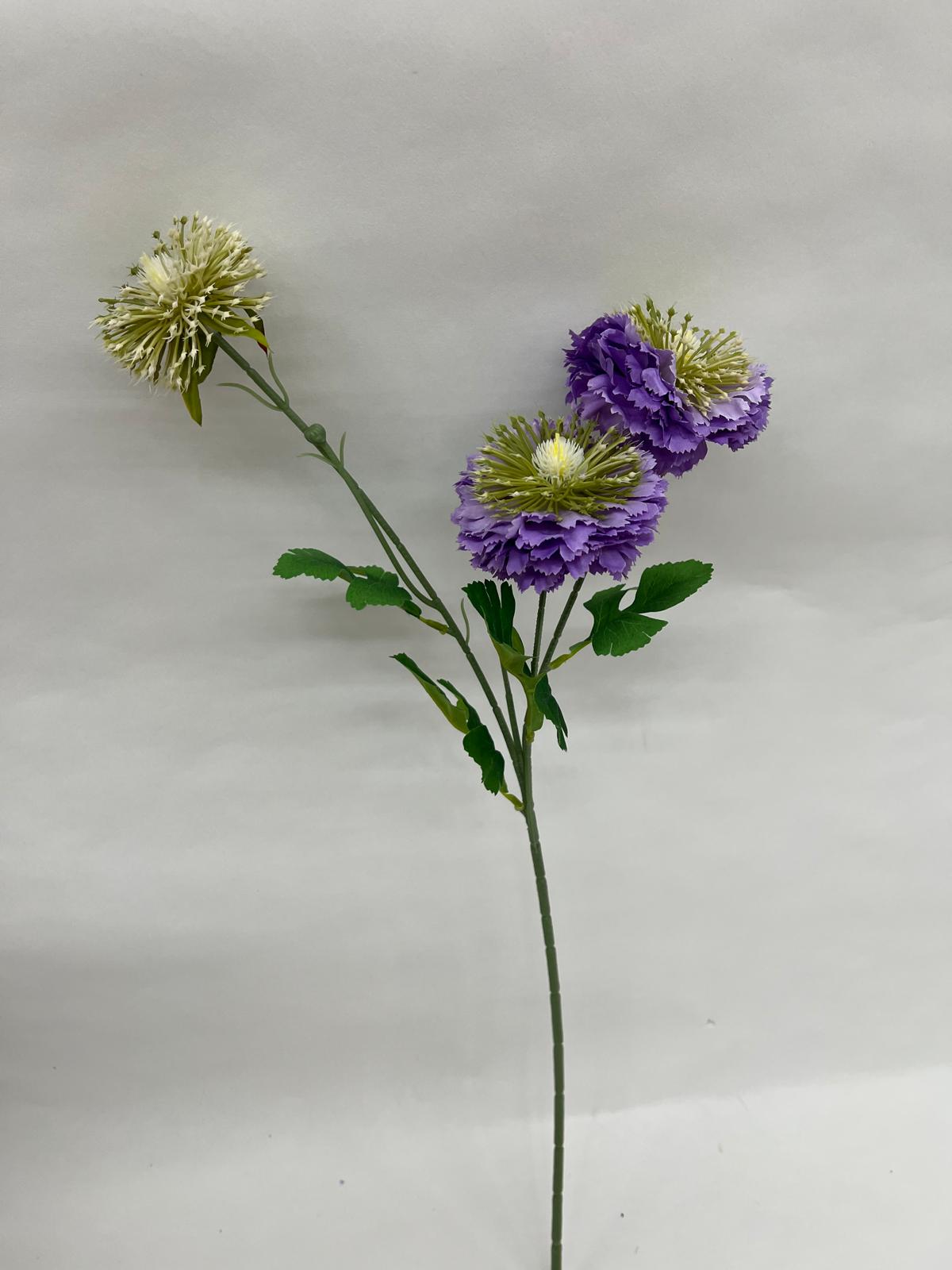 Anemone
