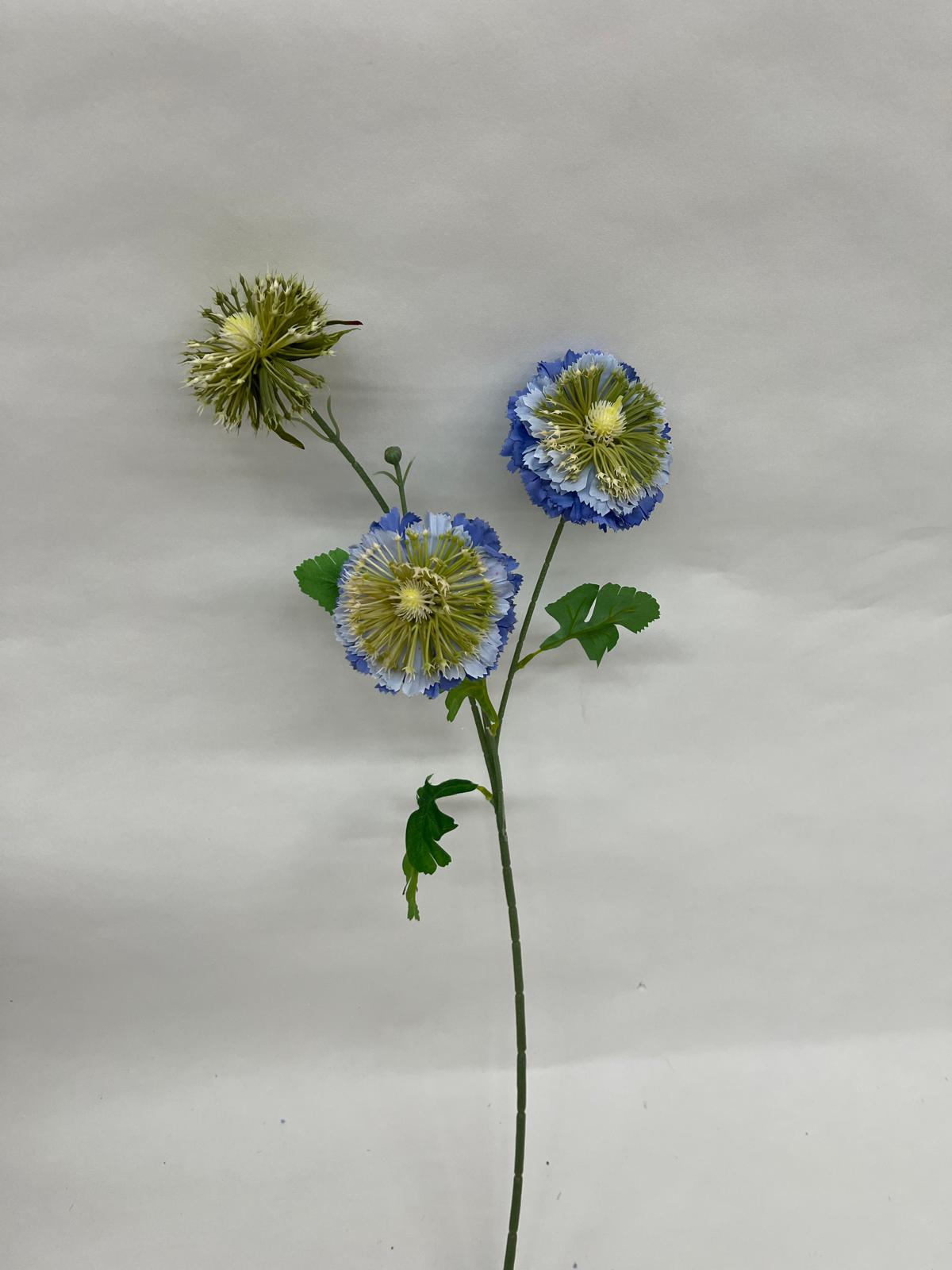 Anemone