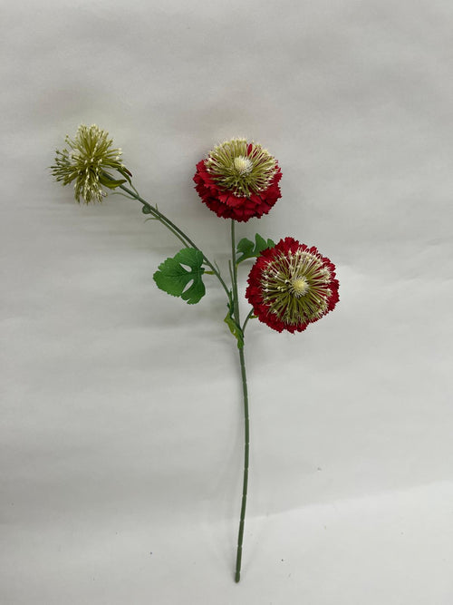 Anemone